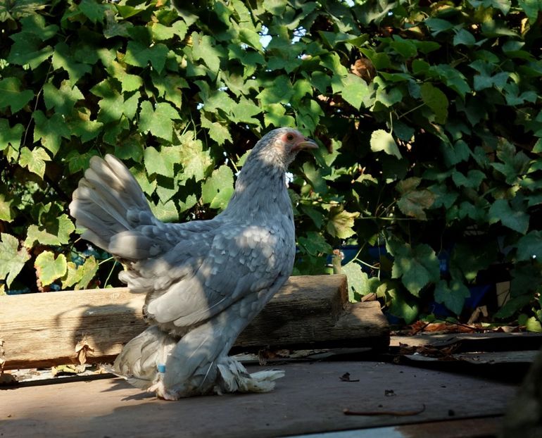  - G - Mii de flori 2018 B