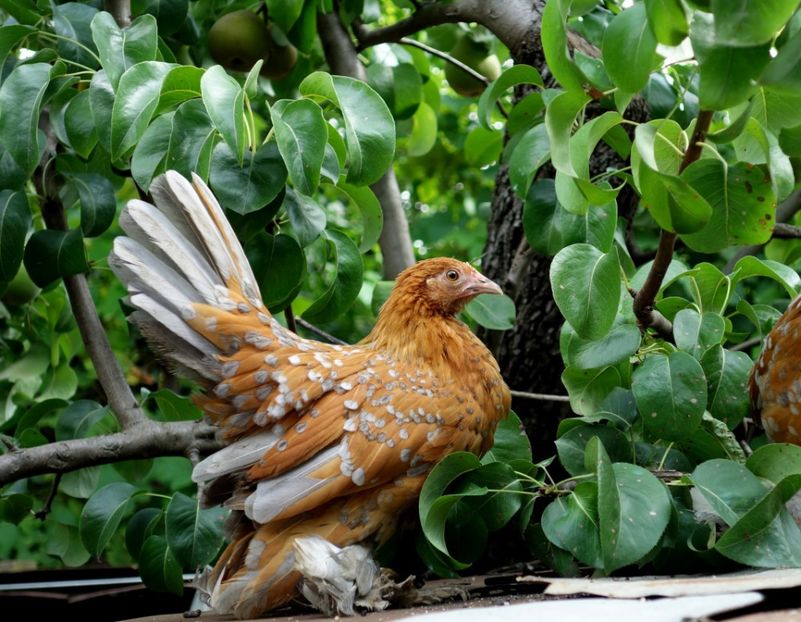  - G - Mii de flori 2018 B