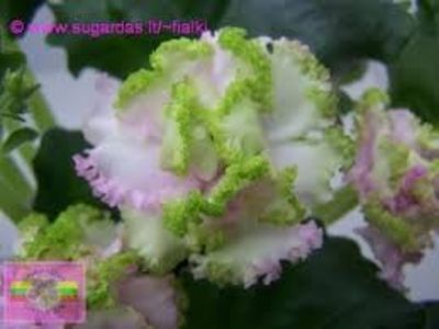 Poză net - Le Fuksijevoje Kruzevo Sport zz