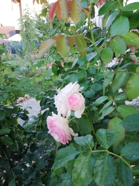  - Eden rose
