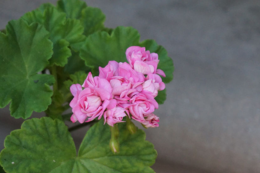 Australian Pink - Mușcate
