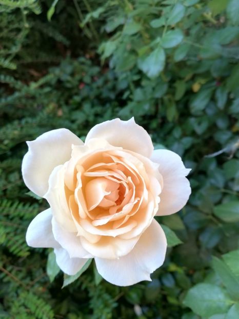  - Uetersener klosterrose- urcator