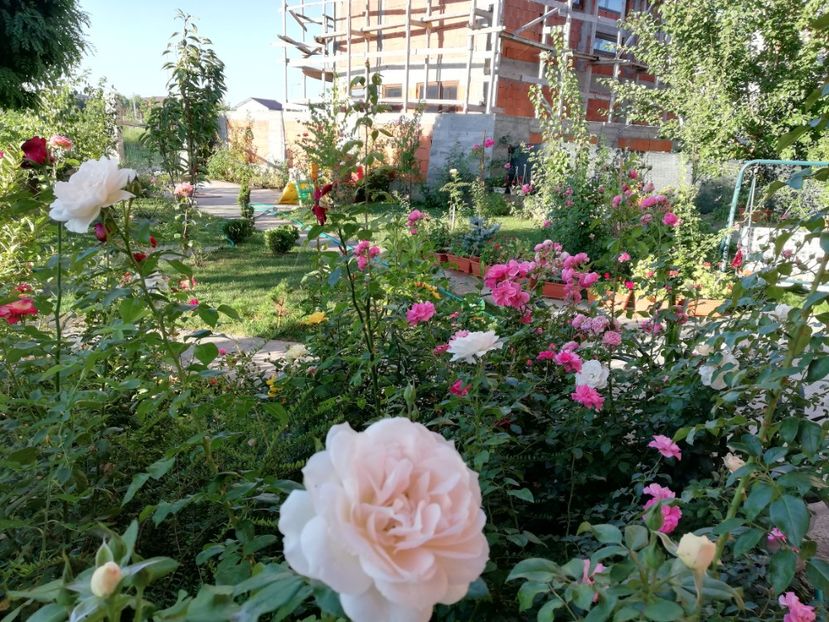  - Uetersener klosterrose- urcator