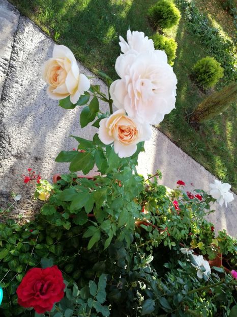  - Uetersener klosterrose- urcator