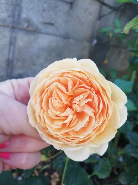  - Crown Princess Margareta