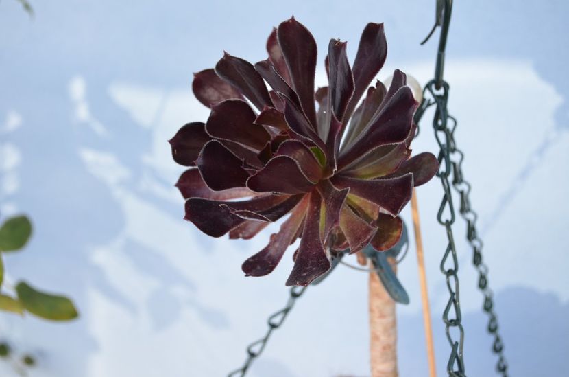  - suculente si cactusi