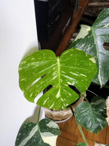 Vandut butas cu 3 frunze Monstera deliciosa variegata 300 ron - Vandute