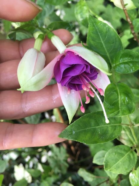 Deep Purple ? - Fucsii 2018