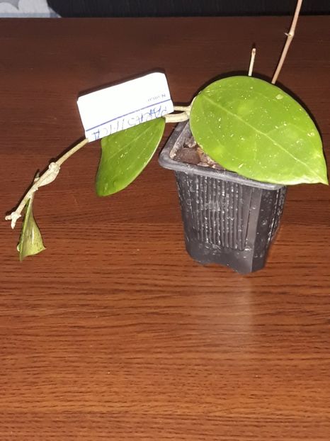 18.08.2018 - Hoya parasitica