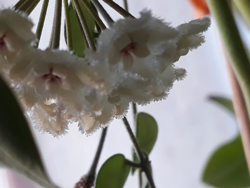 09.08.2018 - Hoya serpens