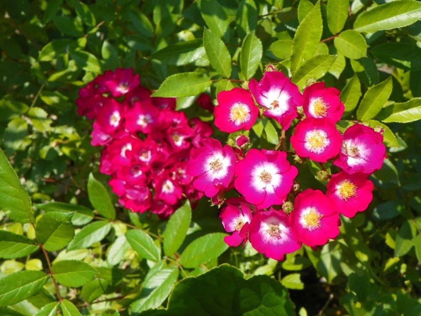 Red Ballerina - Trandafiri 2018 4