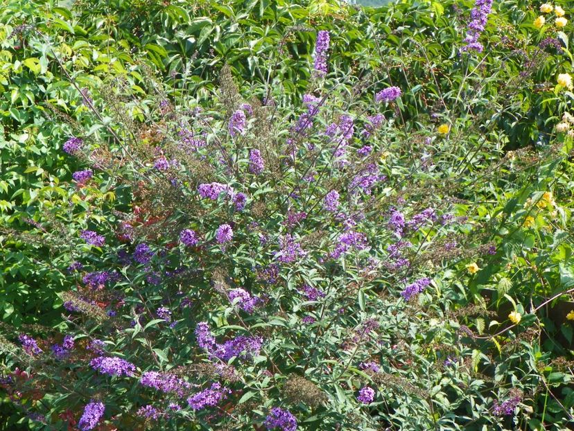 buddleja Empire Blue - Dobarland 2018 3