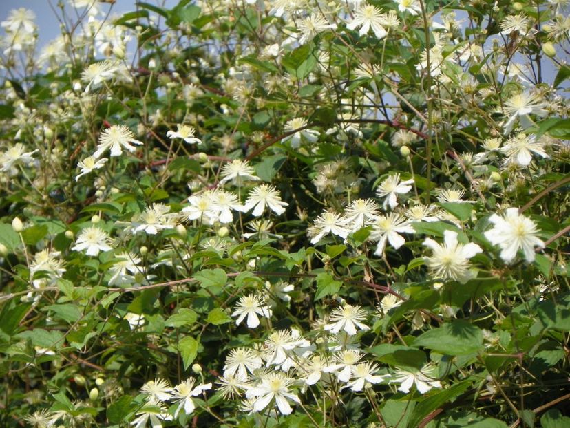 Clematis Summer Snow - Dobarland 2018 3
