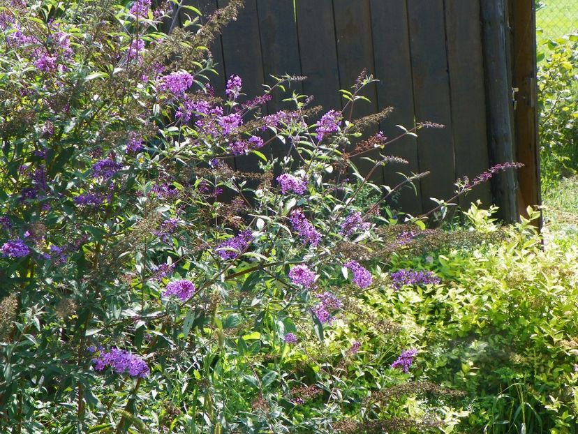 buddleja Empire Blue - Dobarland 2018 3
