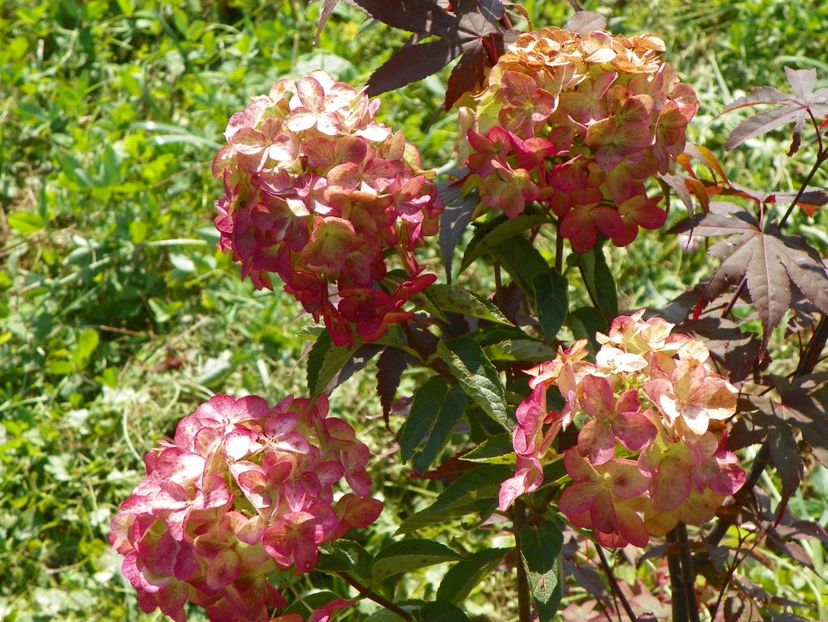hydrangea paniculata Fraise Melba - Dobarland 2018 3
