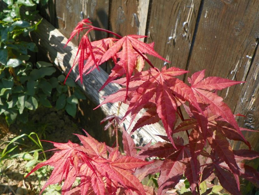 acer palmatum atropurpureum - Dobarland 2018 3