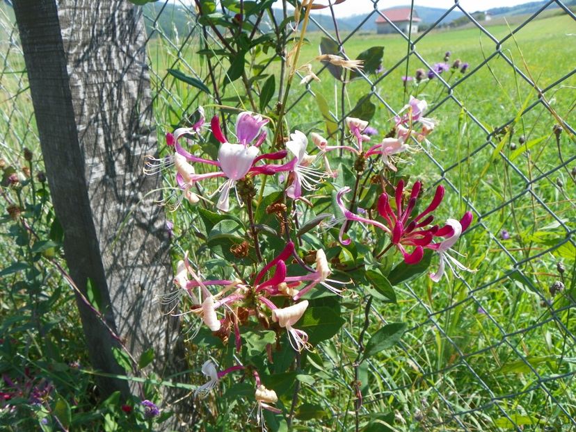 lonicera peryclimenum Serotina - Dobarland 2018 3
