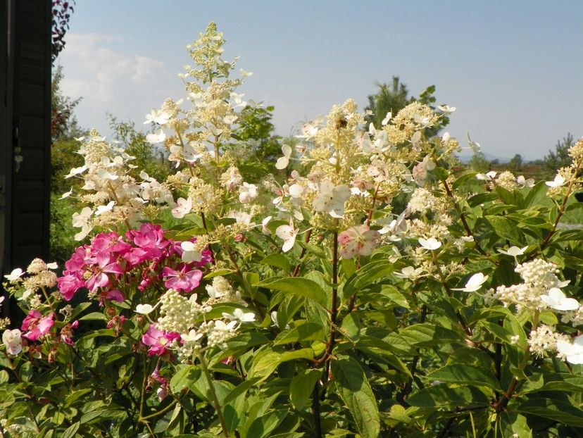 hydrangea paniculata Interhydia - Dobarland 2018 3