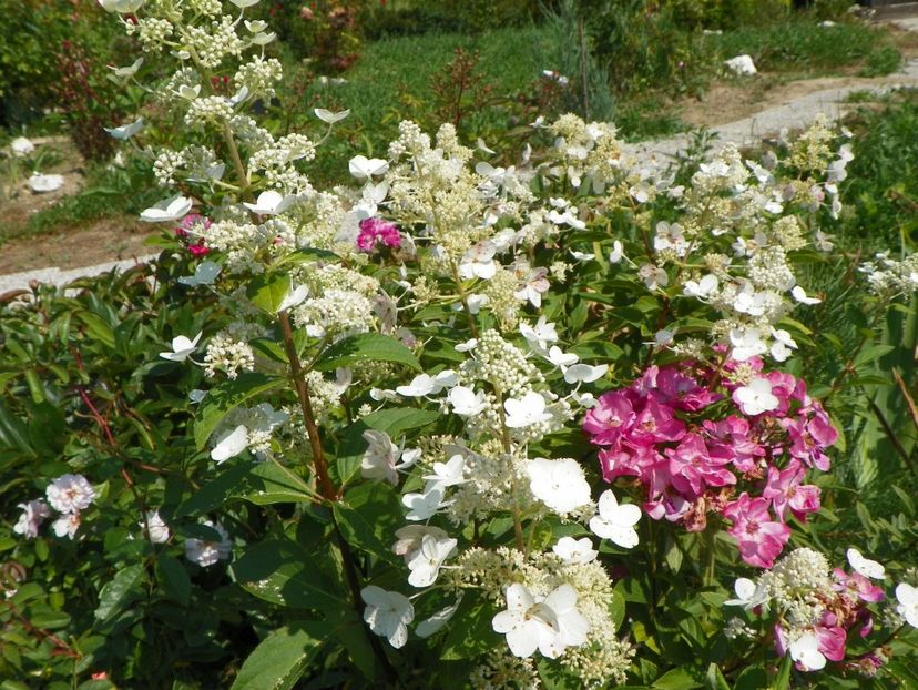 hydrangea paniculata Interhydia si Lavender Dream - Dobarland 2018 3