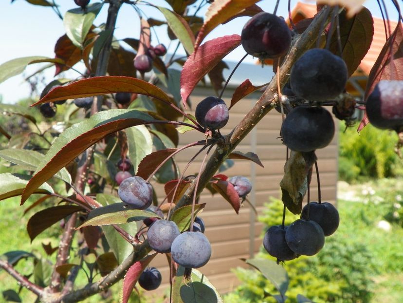 malus Royalty - Dobarland 2018 3