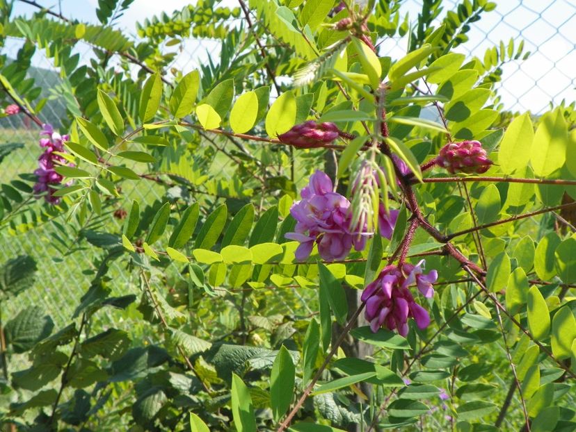 robinia hispida - Dobarland 2018 3