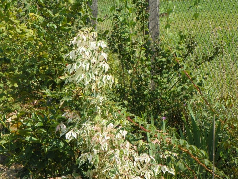 acer negundo Flamingo - Dobarland 2018 3