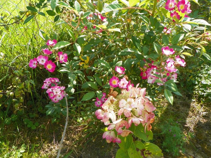 hydrangea paniculata Diamond Rouge si Mozart - Dobarland 2018 3