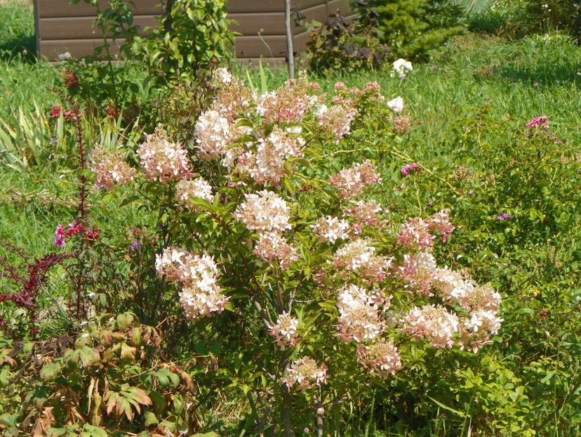 hydrangea paniculata Phantom - Dobarland 2018 3