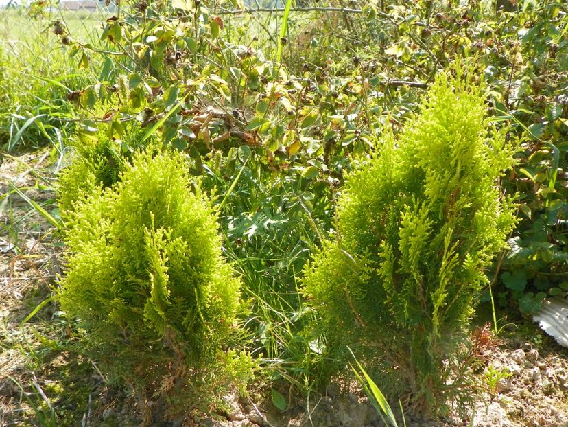 thuja aurea nana - Dobarland 2018 3