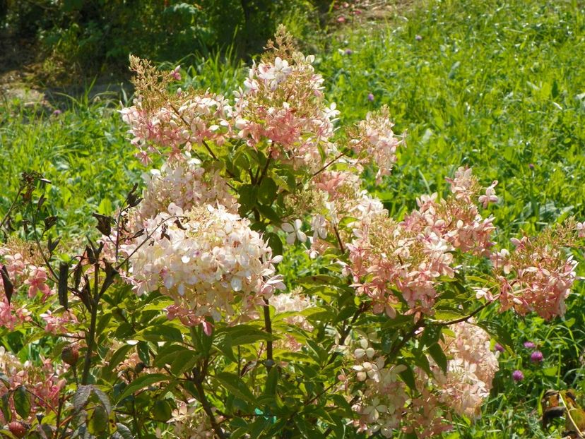 hydrangea paniculata Phantom - Dobarland 2018 3