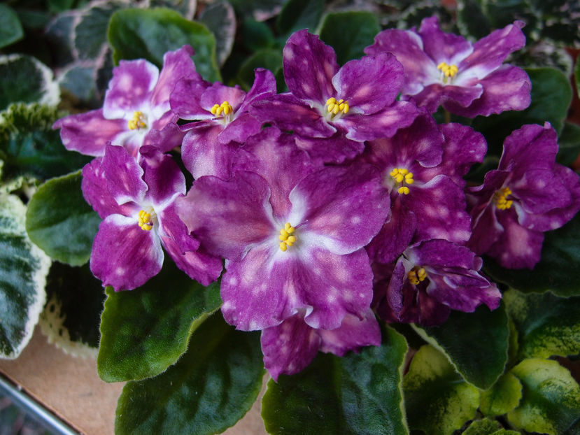 P5115982 - LE Carnival Night