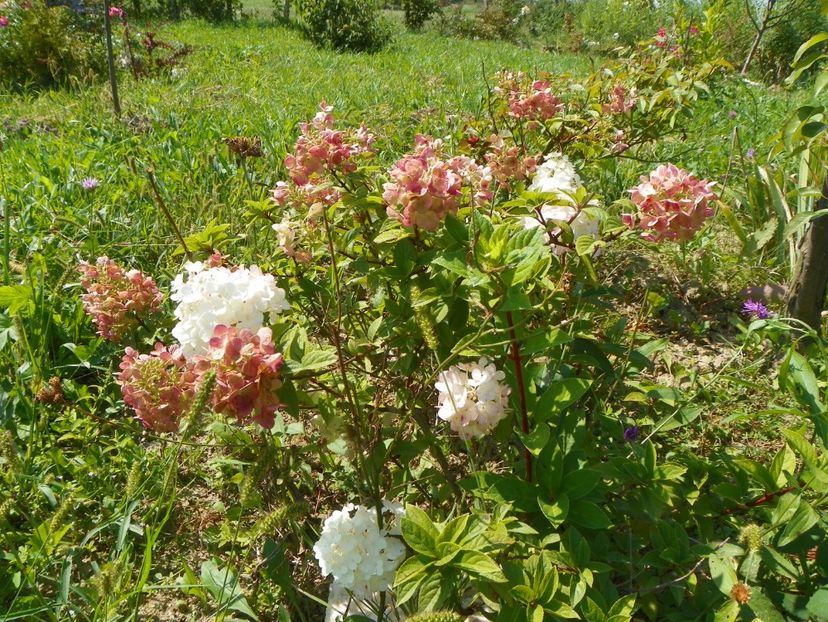 hydrangea paniculata Polar Bear - Dobarland 2018 3