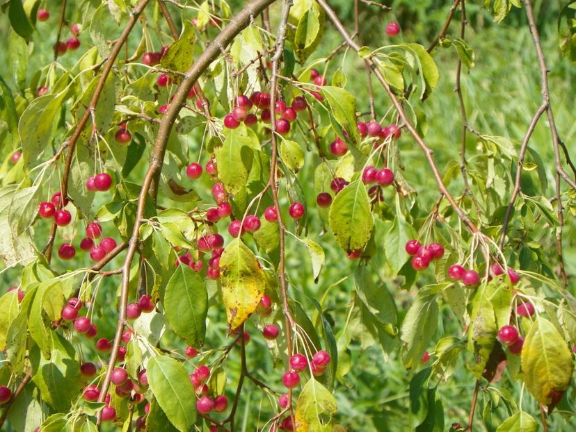 malus Sun Rival - Dobarland 2018 3