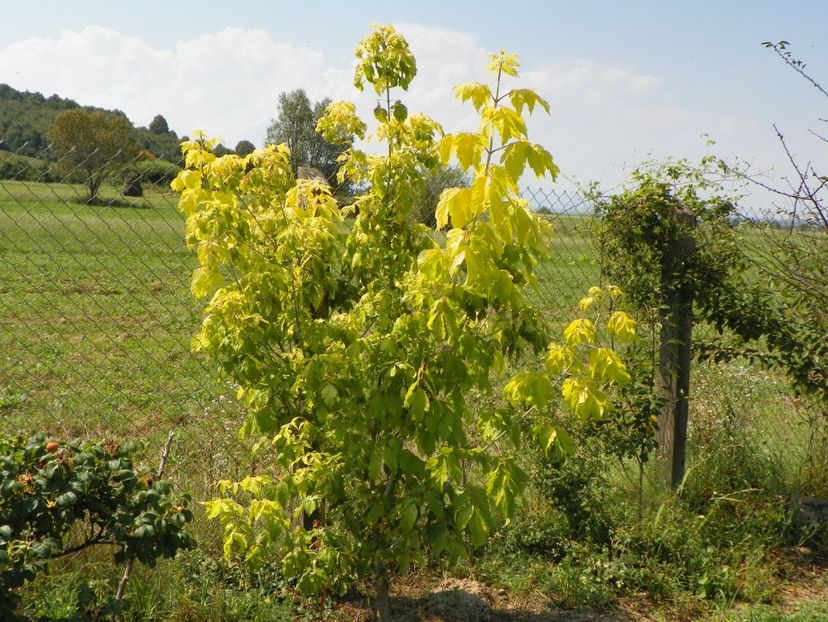 acer negundum Kelly's Gold - Dobarland 2018 3