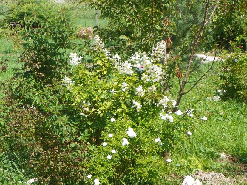 hydrangea paniculata Unique - Dobarland 2018 3