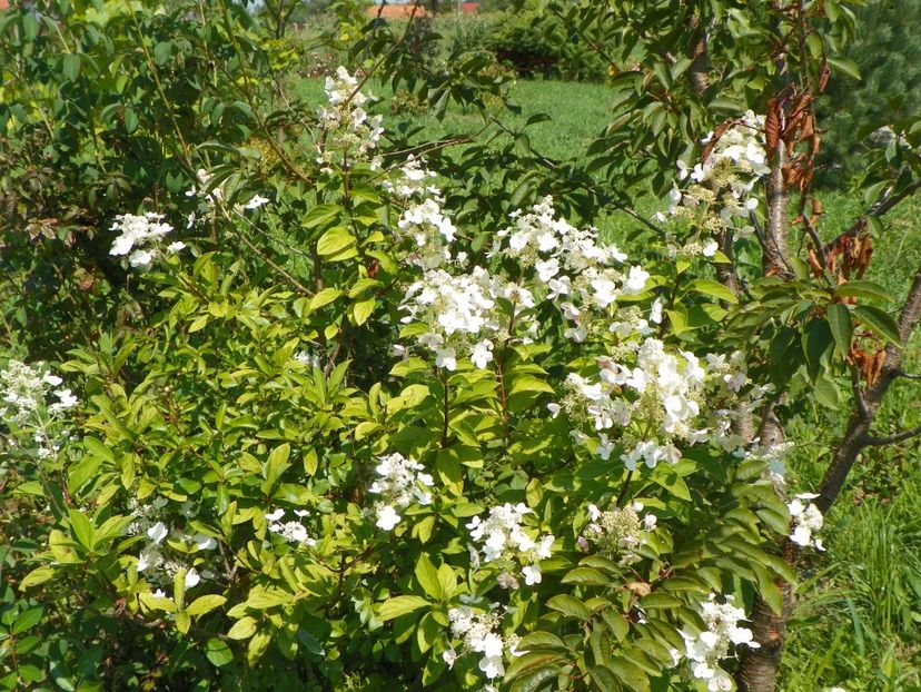 hydrangea paniculata Unique - Dobarland 2018 3