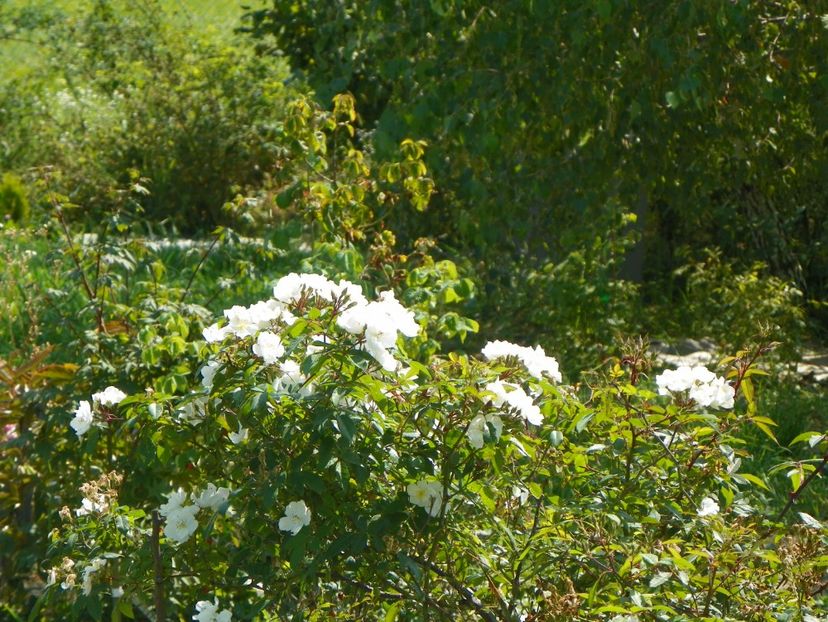 Darlow's Enigma - Dobarland 2018 3