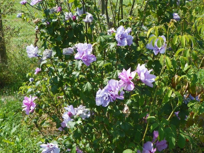 hibiscus syriacus Ardens - Dobarland 2018 3