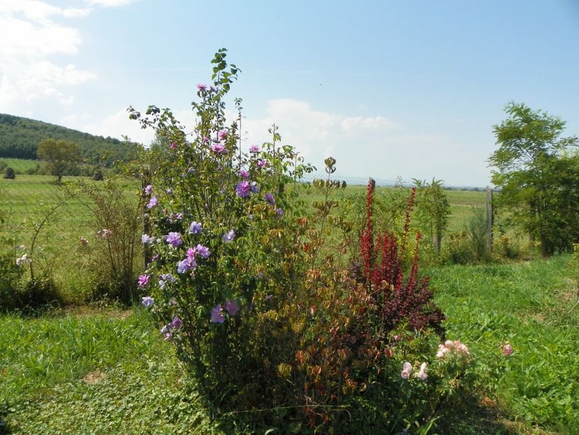 hibiscus syriacus Ardens si berberis Orange Rocket - Dobarland 2018 3