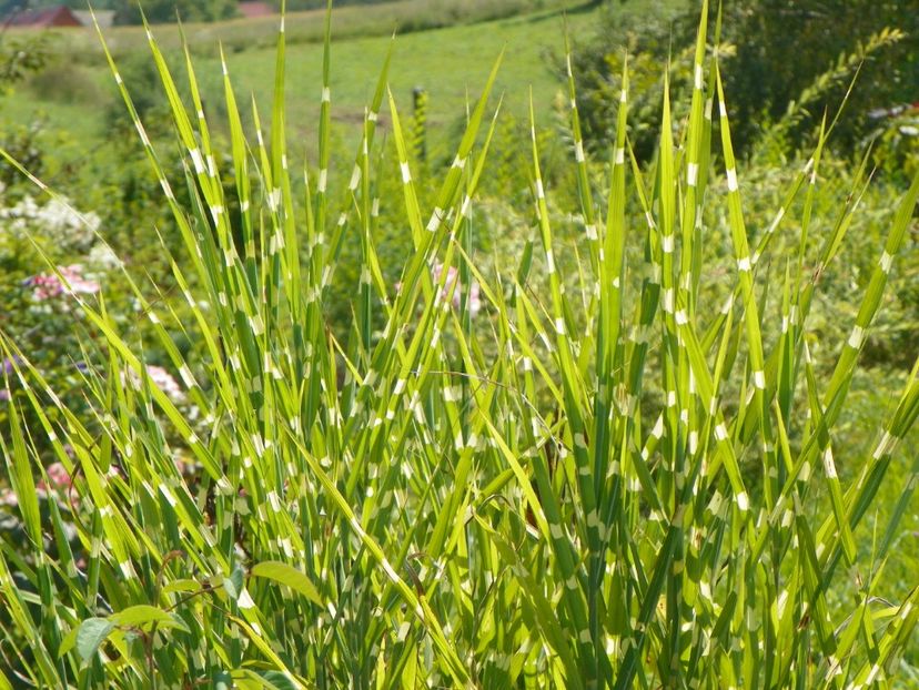 miscanthus Zebrinus - Dobarland 2018 3