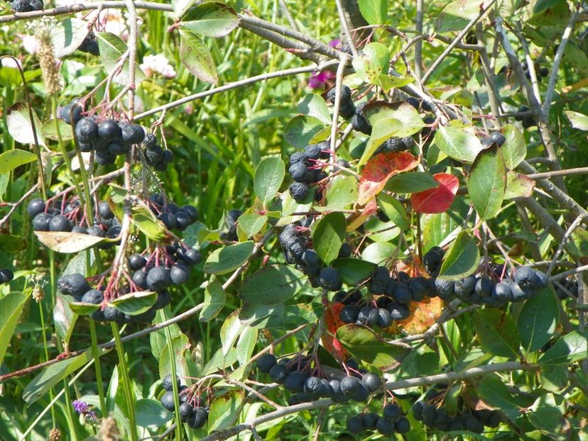 aronia melanocarpa Viking - Dobarland 2018 3