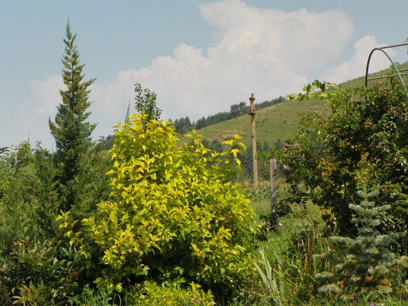 physocarpus Dart's Gold - Dobarland 2018 3