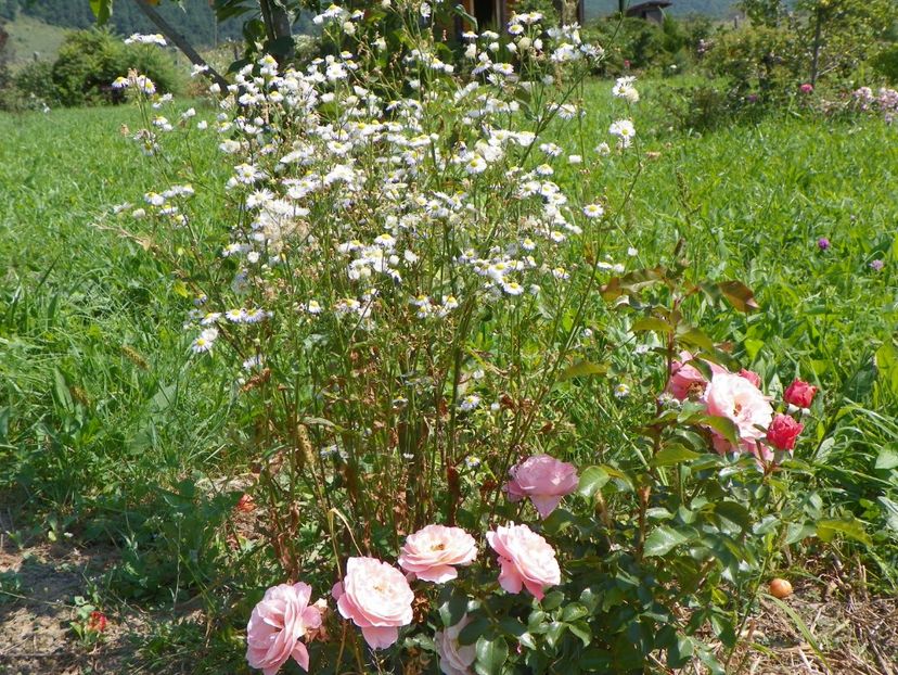 Marie Curie - Dobarland 2018 3