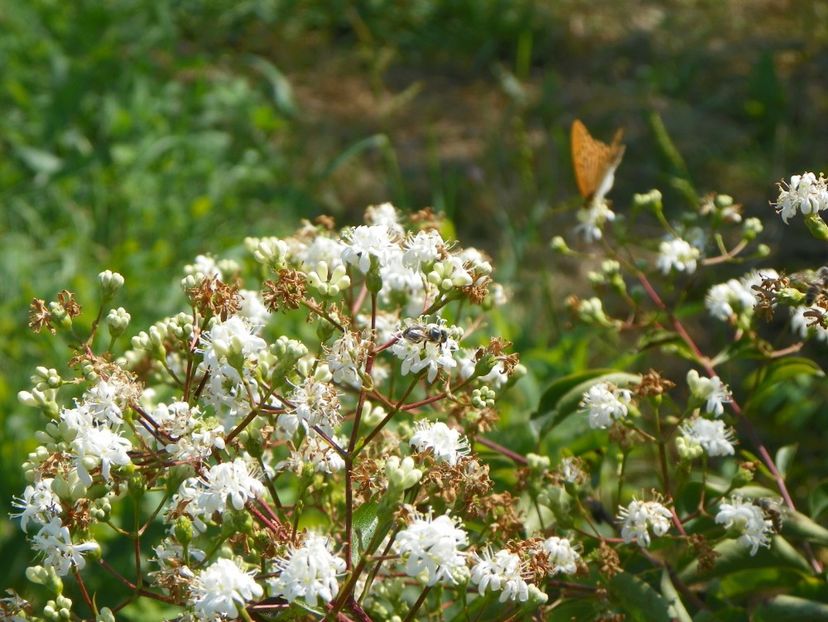 heptacodium miconioides - Dobarland 2018 3