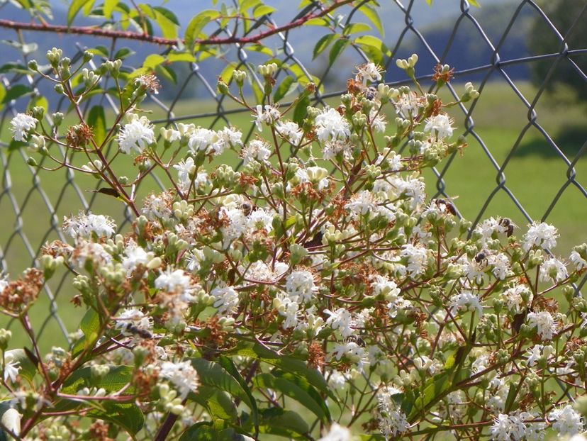 heptacodium miconioides - Dobarland 2018 3