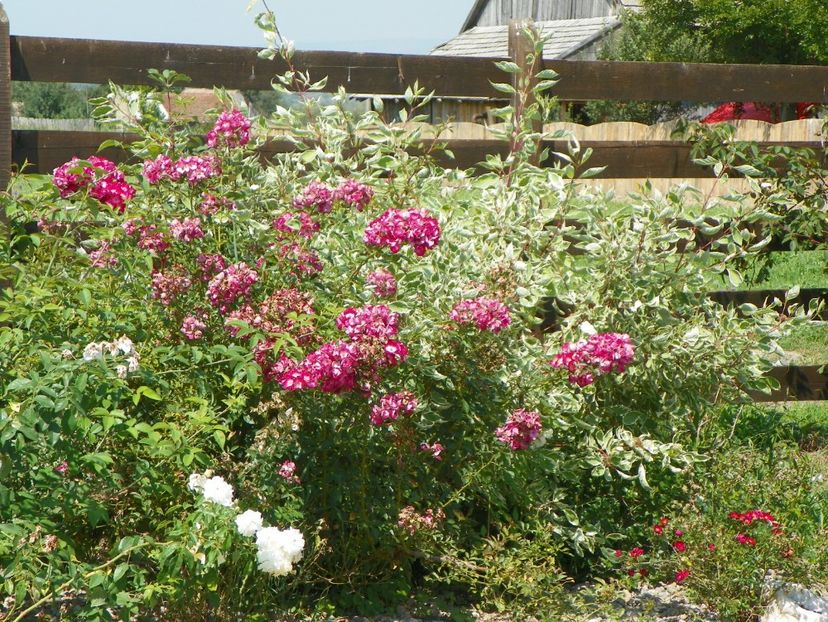 Grand Duc Jean - Dobarland 2018 3