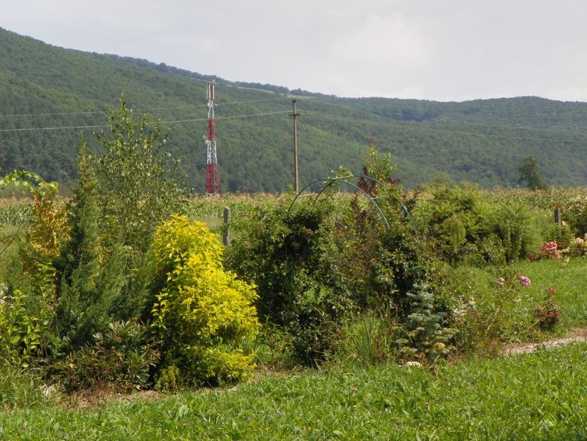 17 aug (227) - Dobarland 2018 3