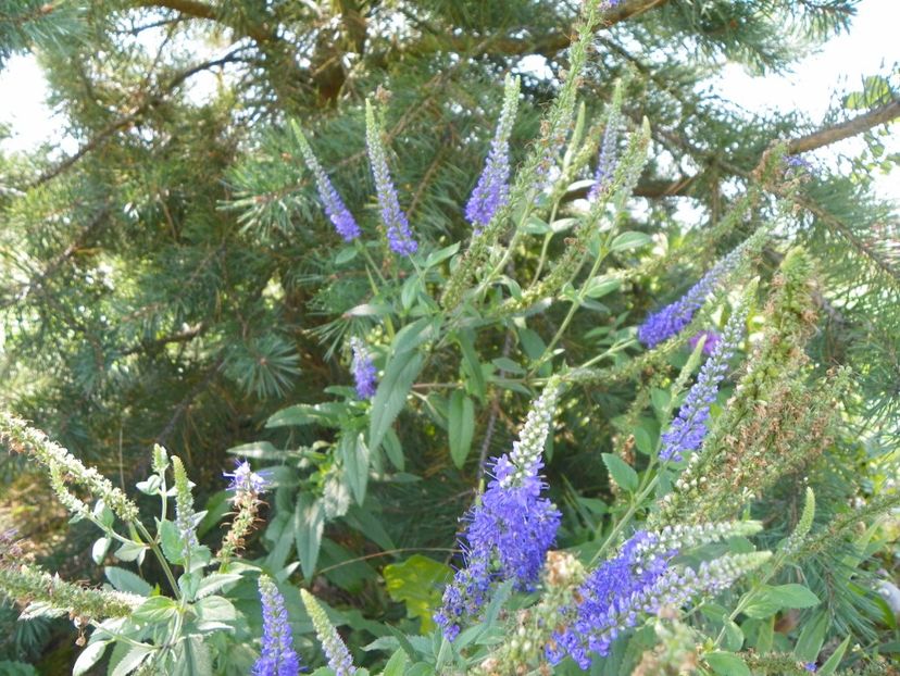 veronica spicata - Dobarland 2018 3