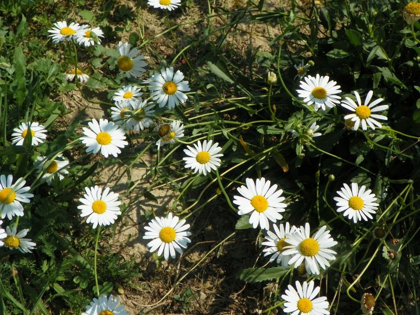 margarete - Dobarland 2018 3