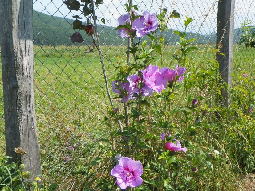 hibiscus syriacus Lavender Chiffon - Dobarland 2018 3